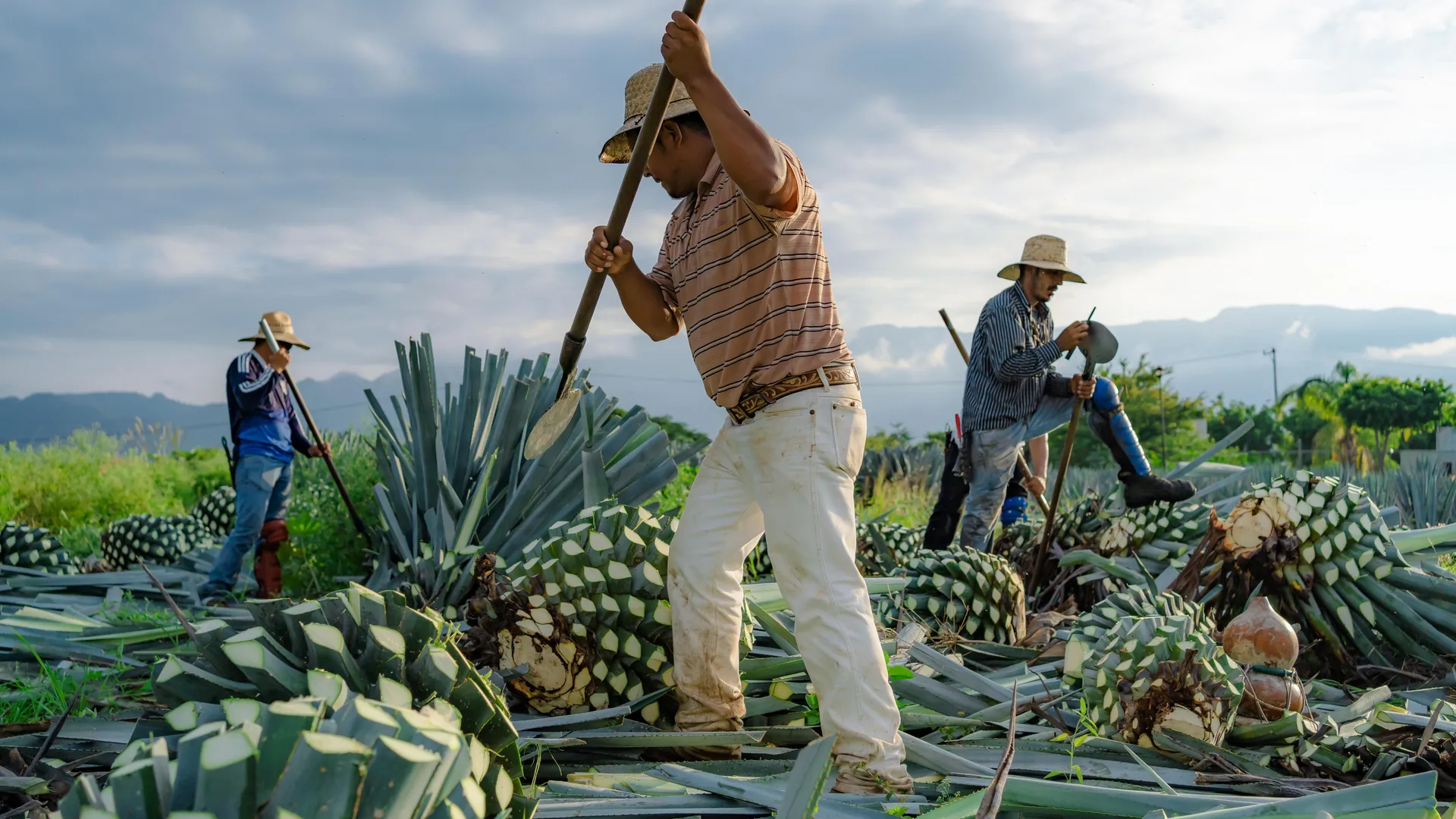 Agave workers in the field representing authentic Mexican craftsmanship and heritage
