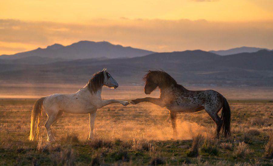 Wild horses in golden sunset representing freedom, partnership, and the untamed spirit of authentic brands entering Alberta's market
