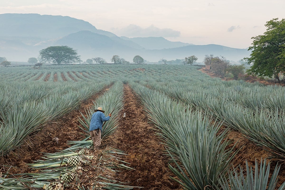 Blue agave fields in Mexico representing the authentic Mexican spirits and selective quality standards of Althorne Liquor Agency