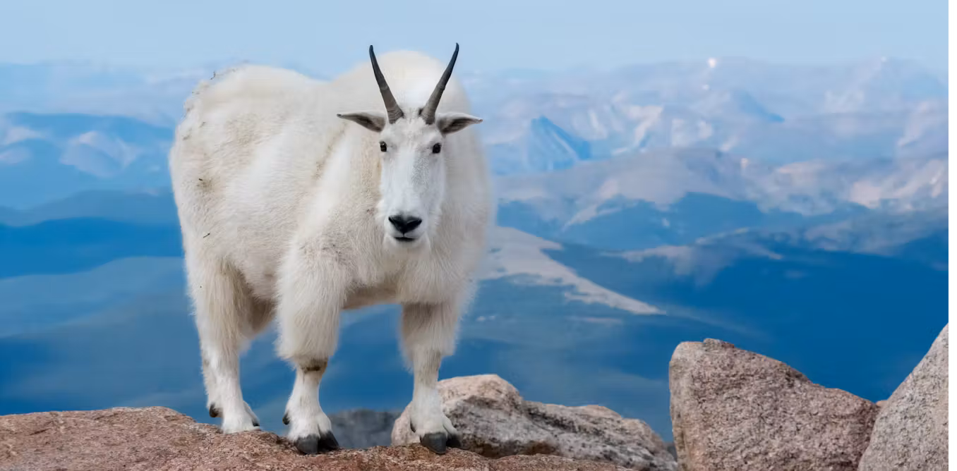 Goat silhouette representing strength and reliability in Alberta's liquor compliance landscape